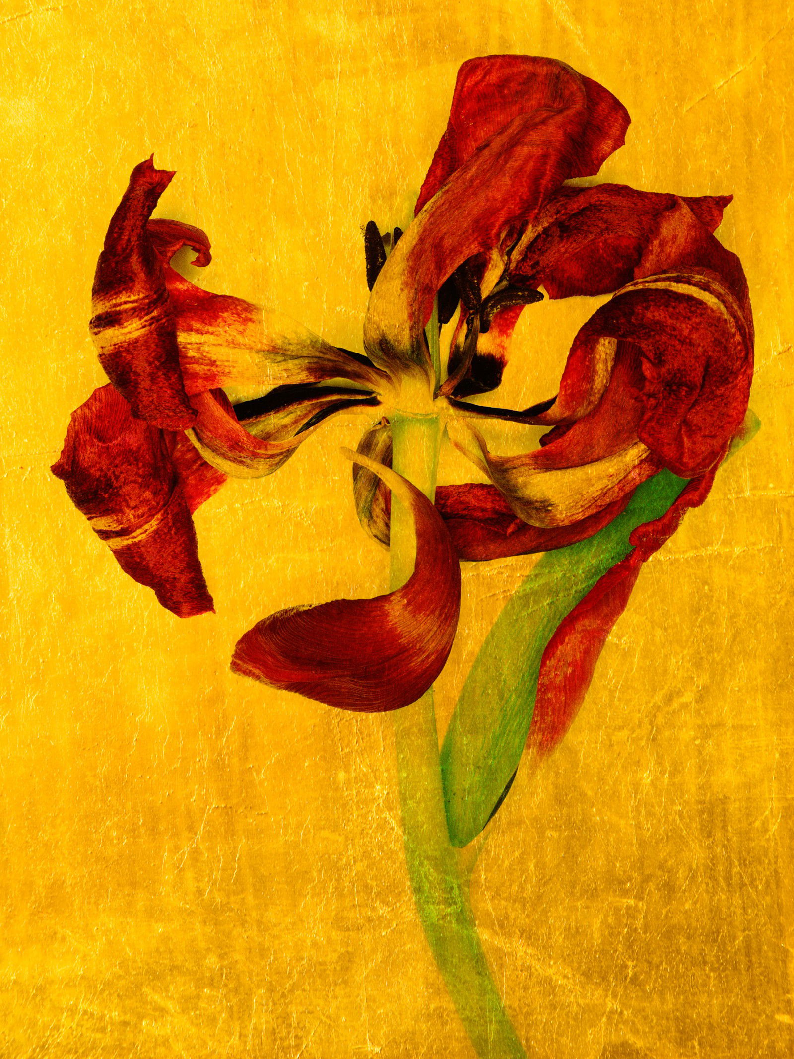 Aurum III by Michael Wissing - Limited Edition. Edition of: 100. Signed.