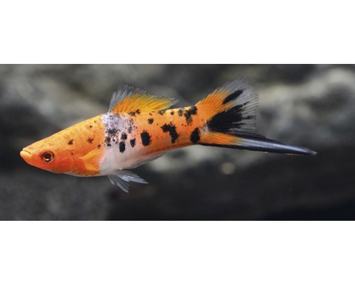 Zwaardstaartkoi - Xiphophorus helleri