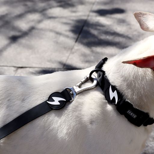 Coleira preta para cachorro