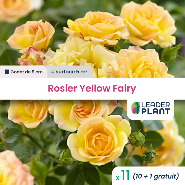 11 x rosier paysager yellow fairy en godet