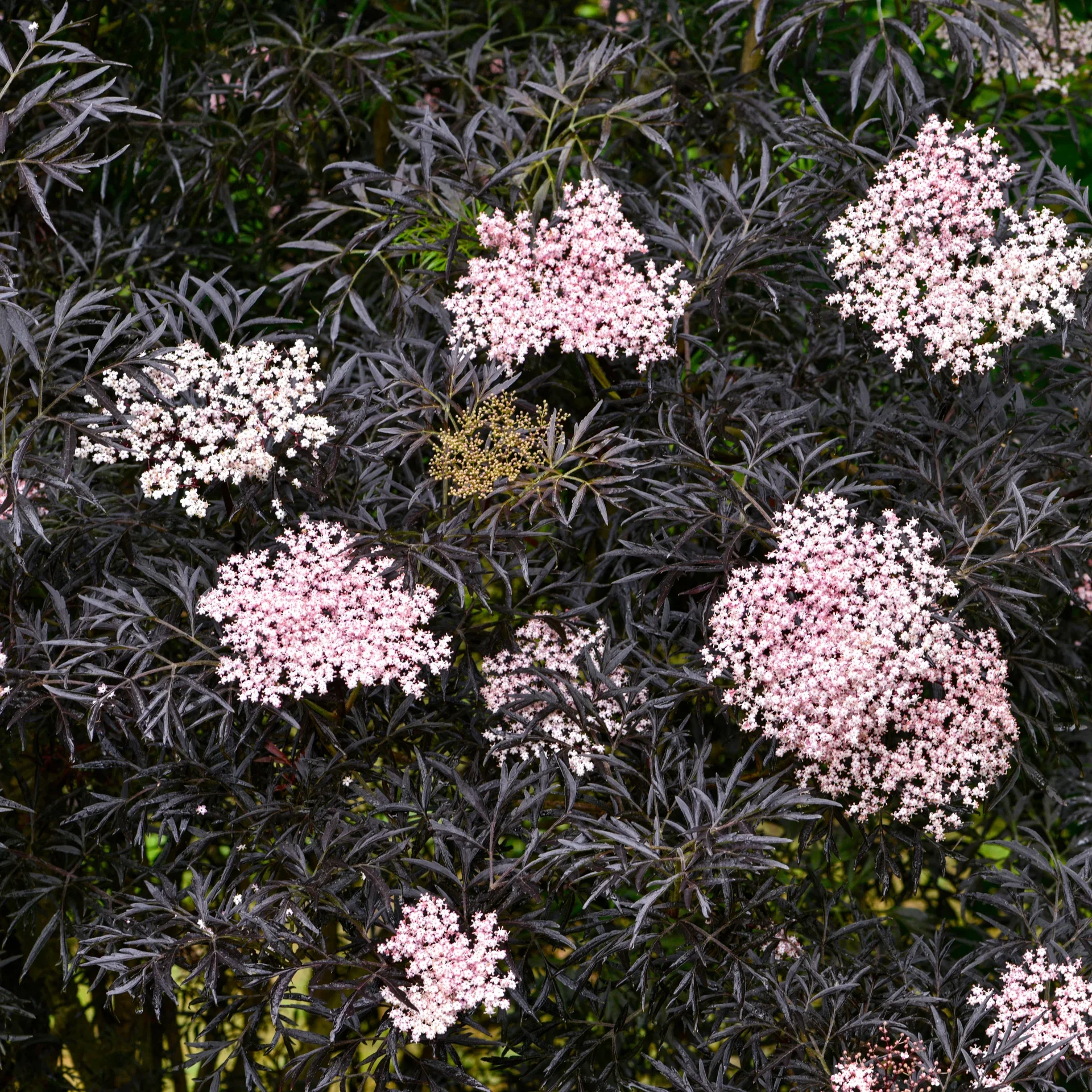 Sambucus nigra f. porphyrophylla BLACK LACE ('Eva') Svarthyll 'Black lace' Ø22 cm