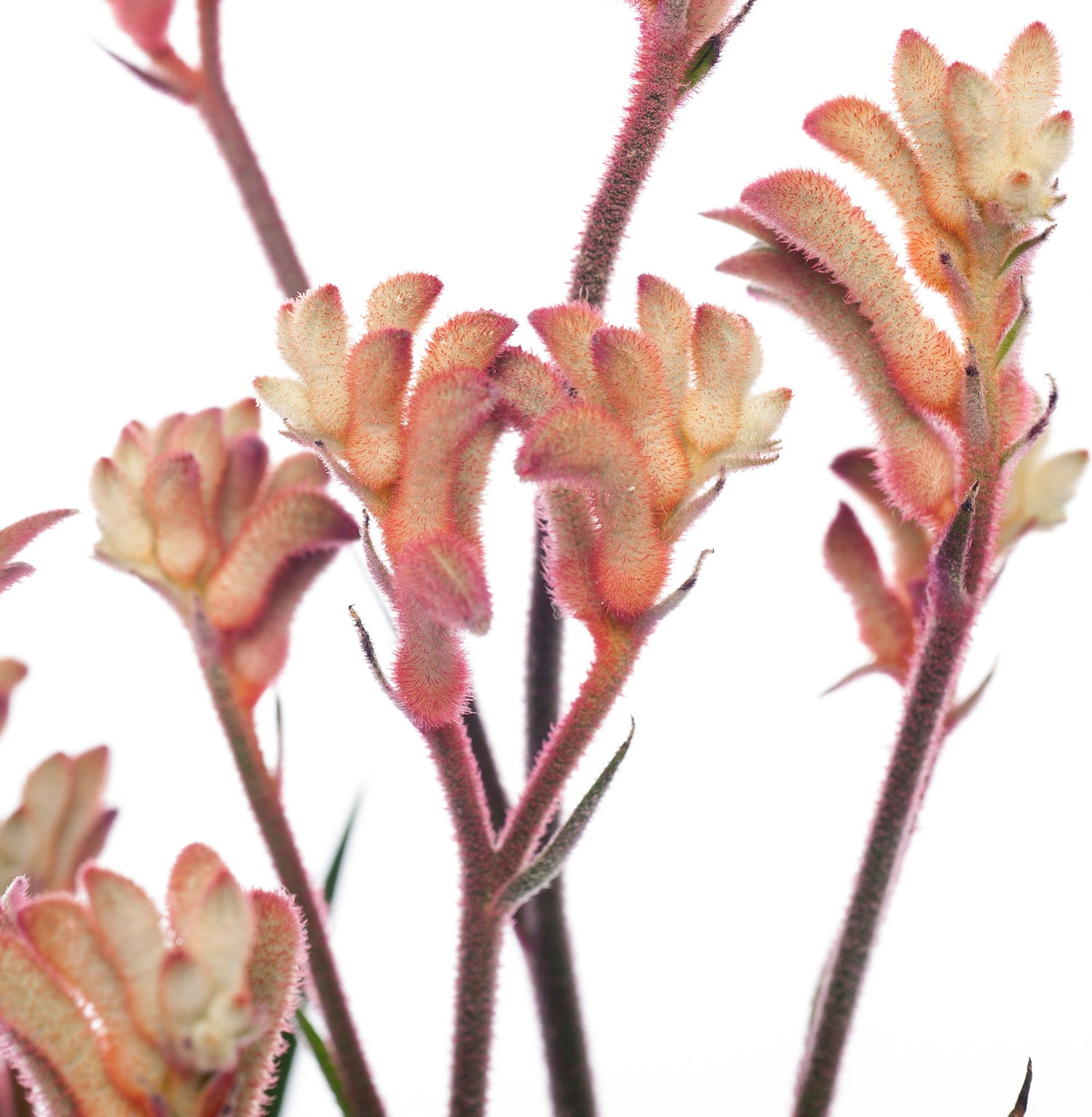 Kangoeroepoot (Anigozanthos) rood D 12 H 40 cm