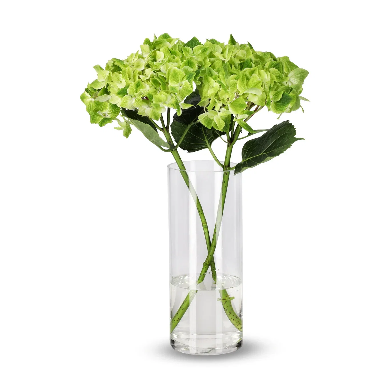 Hortensia 2 pk Høyde 50 cm