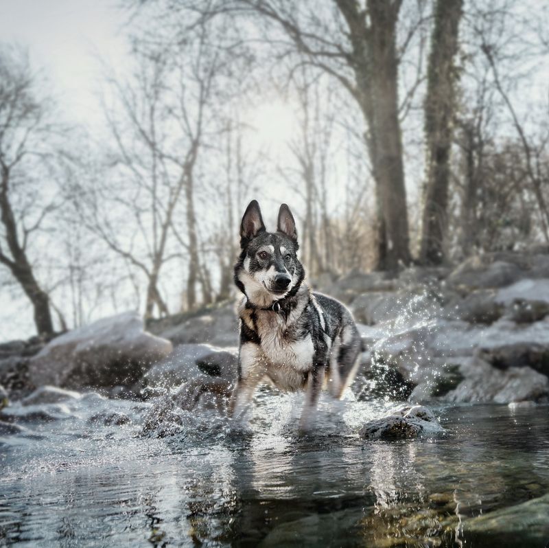 Wolf of Wilderness Training Explore the Blue River poulet, saumon ✓ pas cher