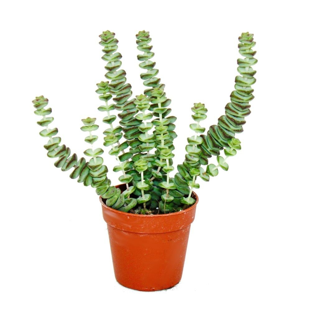 Succulent - crassula hottentot - feuille épaisse - en pot de 8,5cm