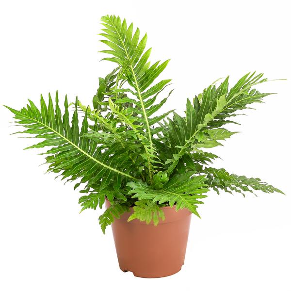 Rippenfarn - Blechnum gibbum