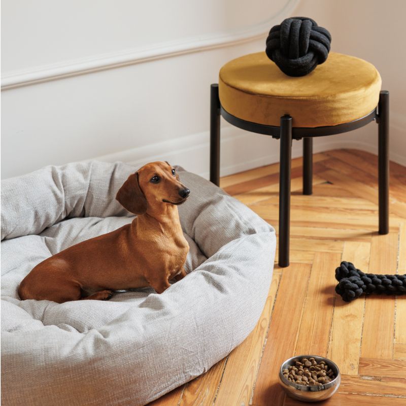 Jouet Os en corde Modern Living Papua pour chien