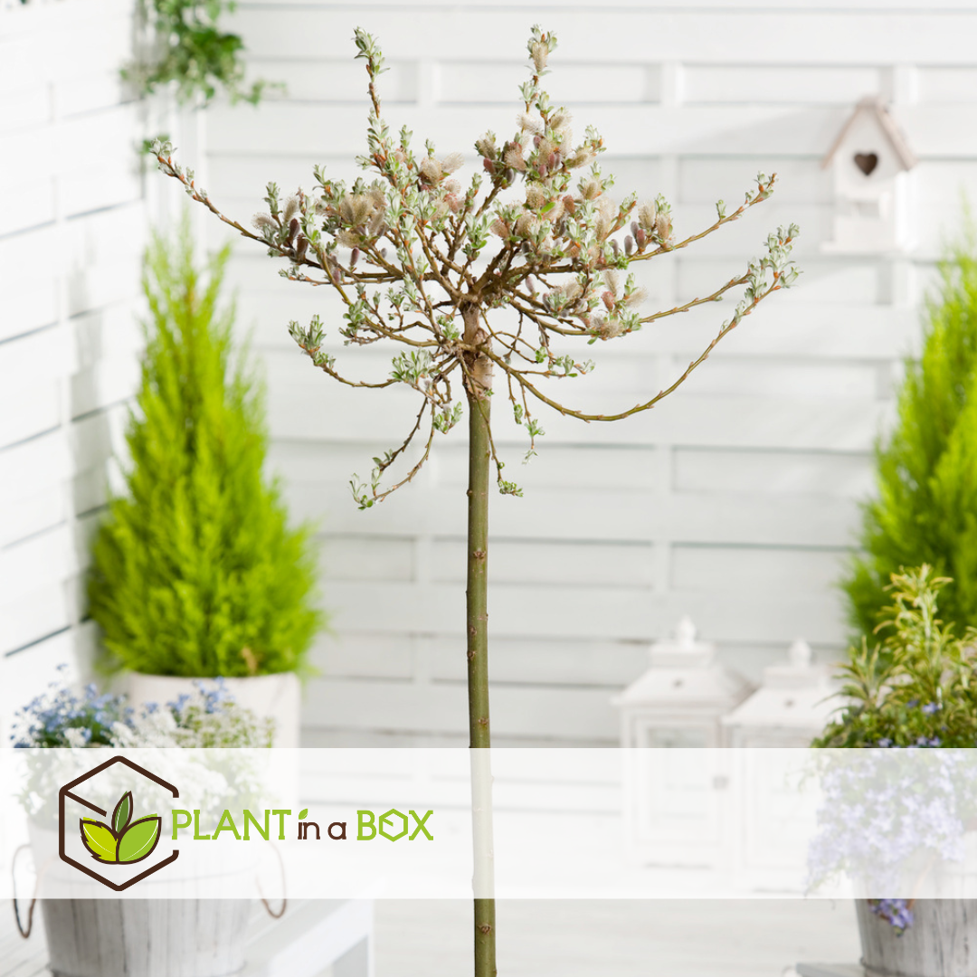Salix helvetica - saule nain - lot de 2 - arbre - ⌀19 cm - hauteur 80-90 cm