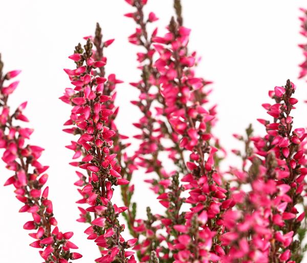 Knospenheide 'Mini-Girls®'