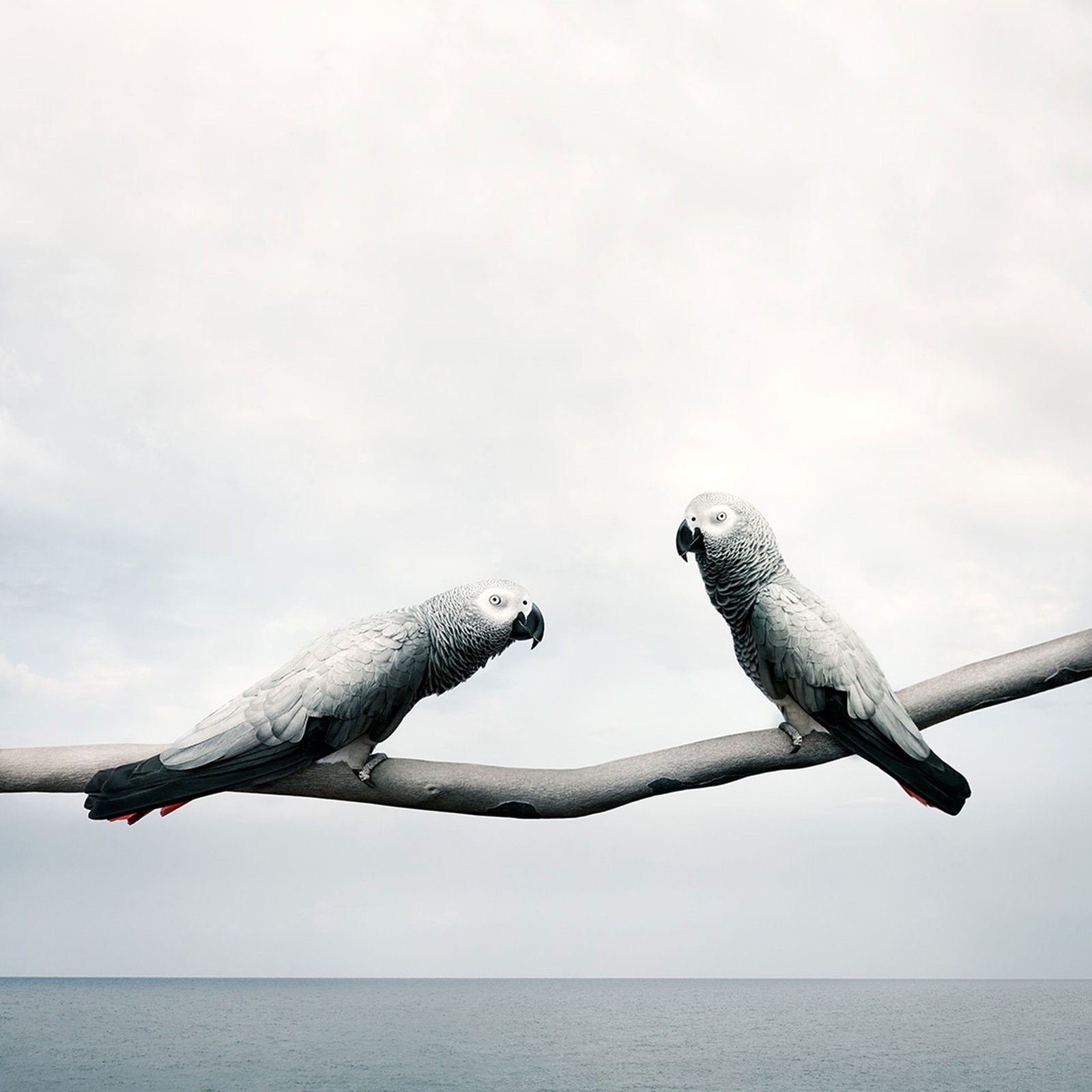 Grounded Gray Parrots by Alice Zilberberg - Limited Edition. Edition of: 150. Signed.