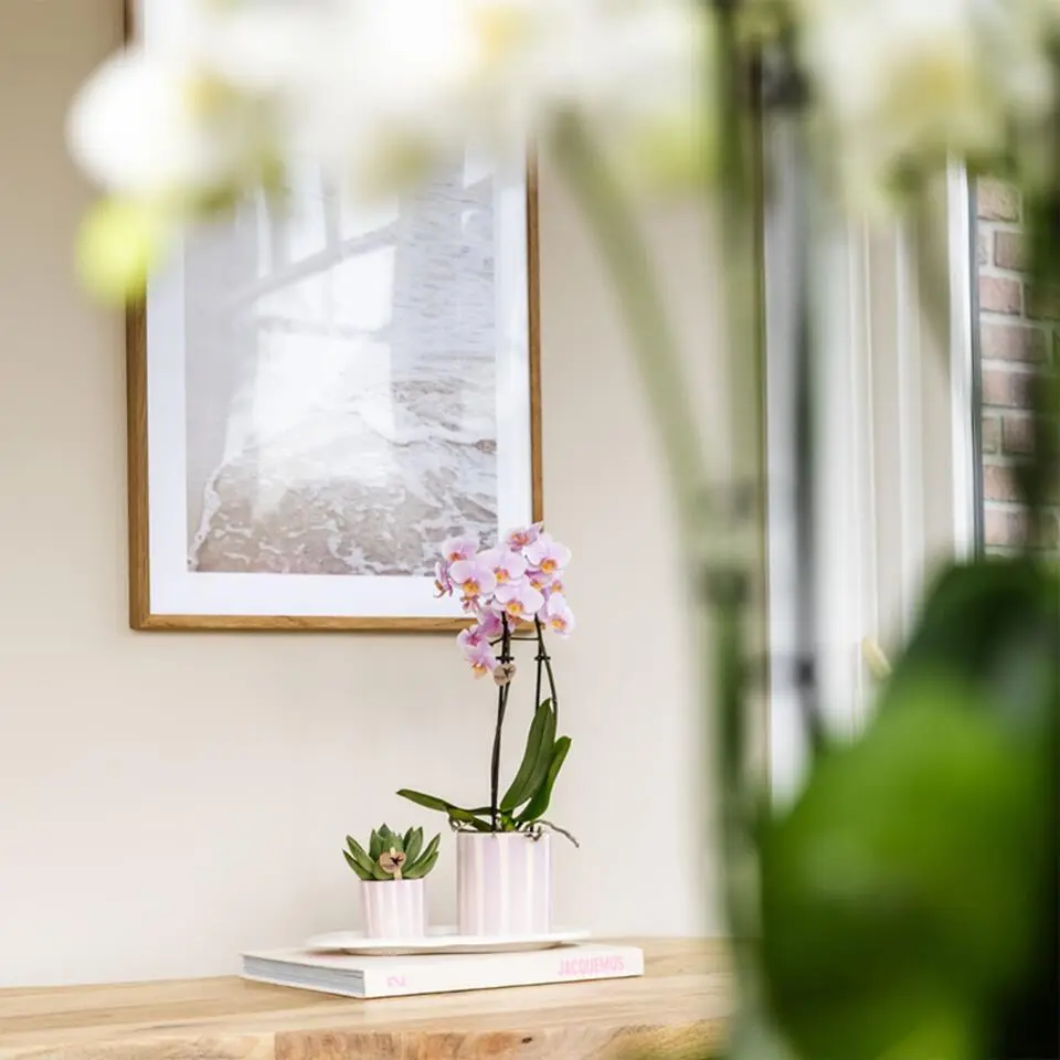 Cadeauset orchidee 'Pink S' - Phalaenopsis - Hoogte 30cm