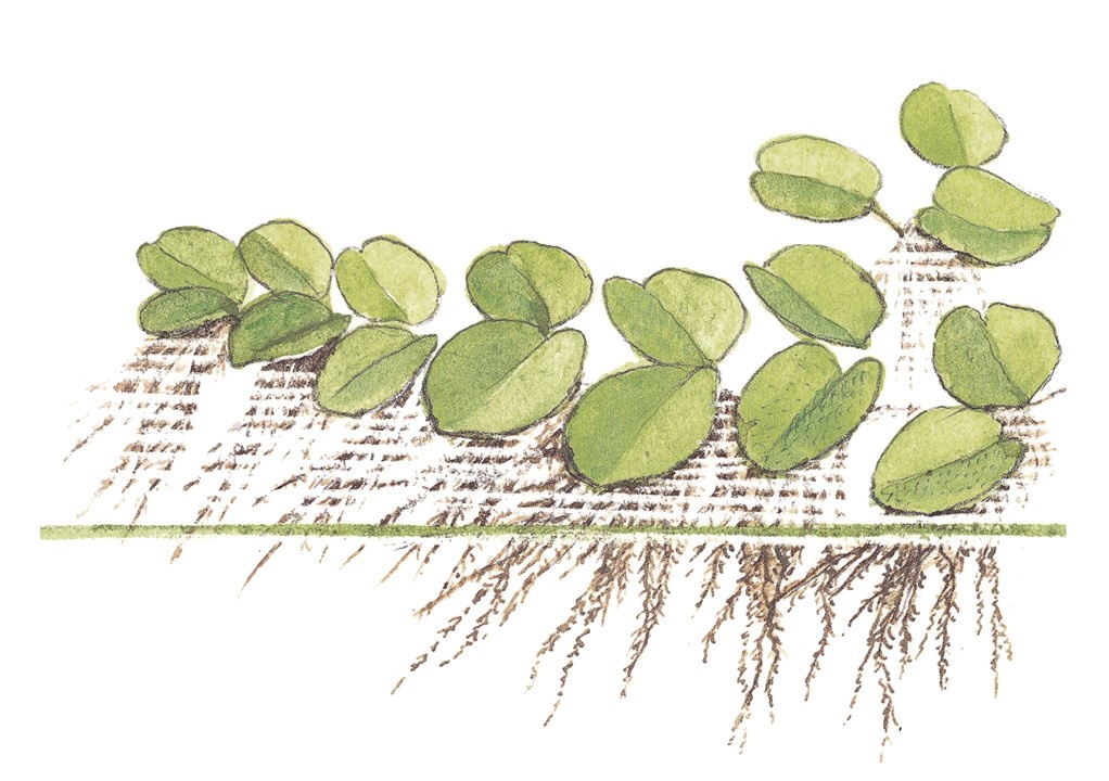 Waterplant Spirodela Polyrrhiza
