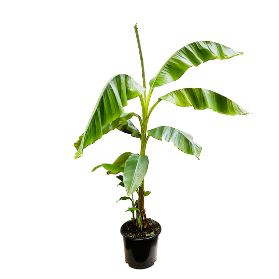 Musa Basjoo : C15L