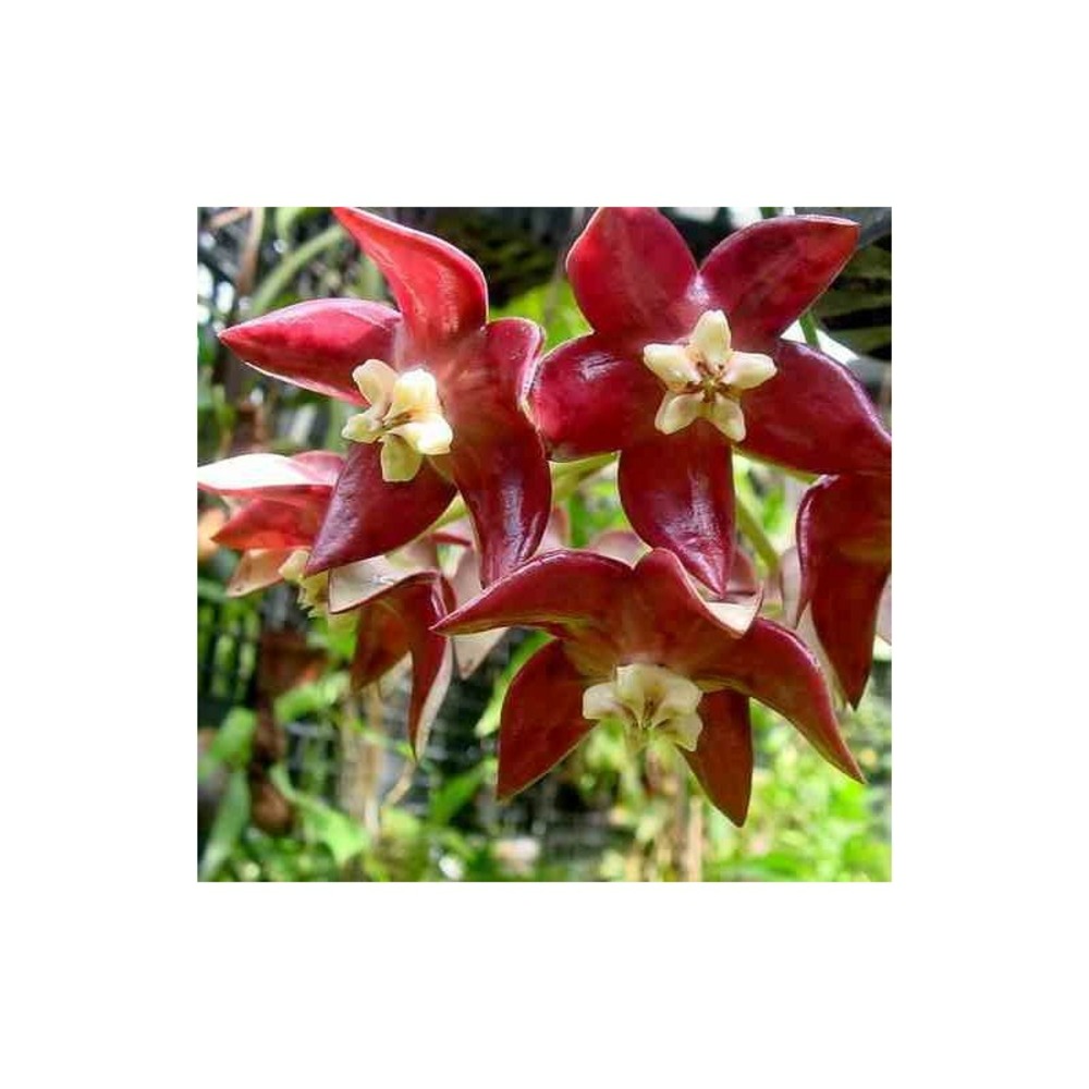 Hoya imperialis grande fleur rouge(fleur de porcelaine, fleur de cire) rouge - taille pot de 2 litres - 20/40 cm