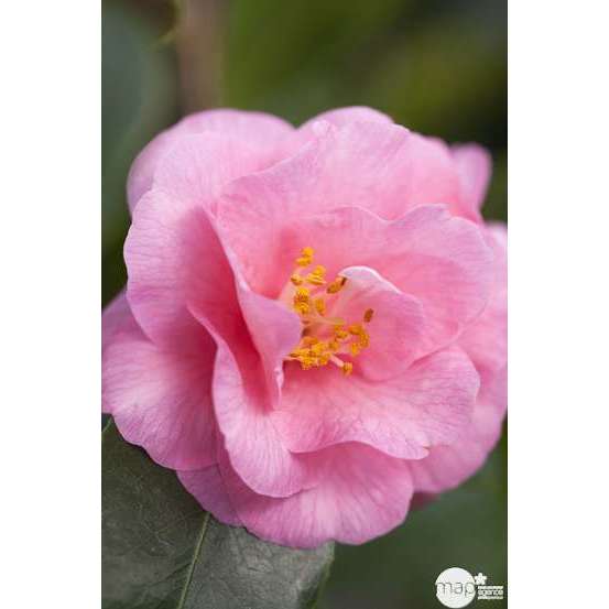Camellia 'Spring Festival' : H 40/50 cm, ctr 3 Litres