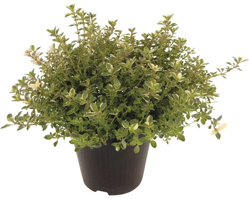 Zilvertijm FloraSelf Thymus citriodorus 'Silver Queen' Ø 12 cm pot