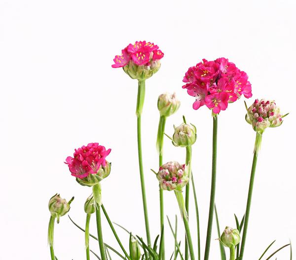 Bio Grasnelke, pink