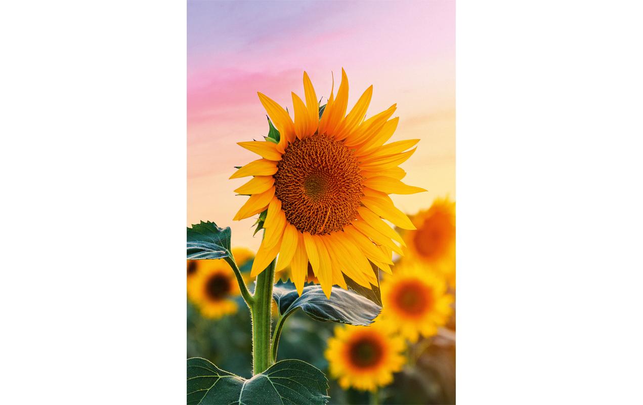 Glückwunschkarte Sonneblume 12.5 x 17.6 cmGlückwunschkarte mit Couvert