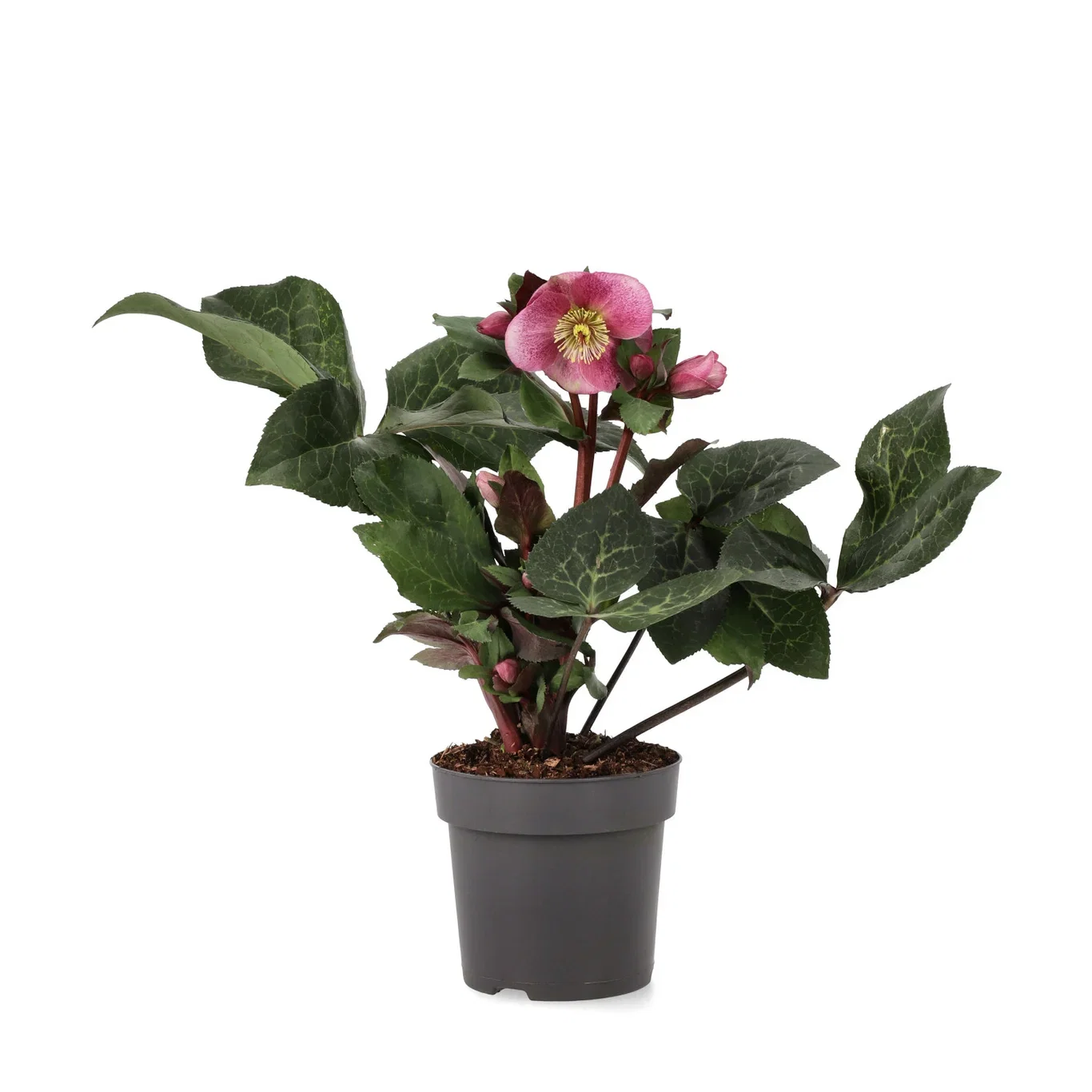 Helleborus ANNA'S RED ('Abcrd02') Julerose 'Anna's Red' Ø15 cm