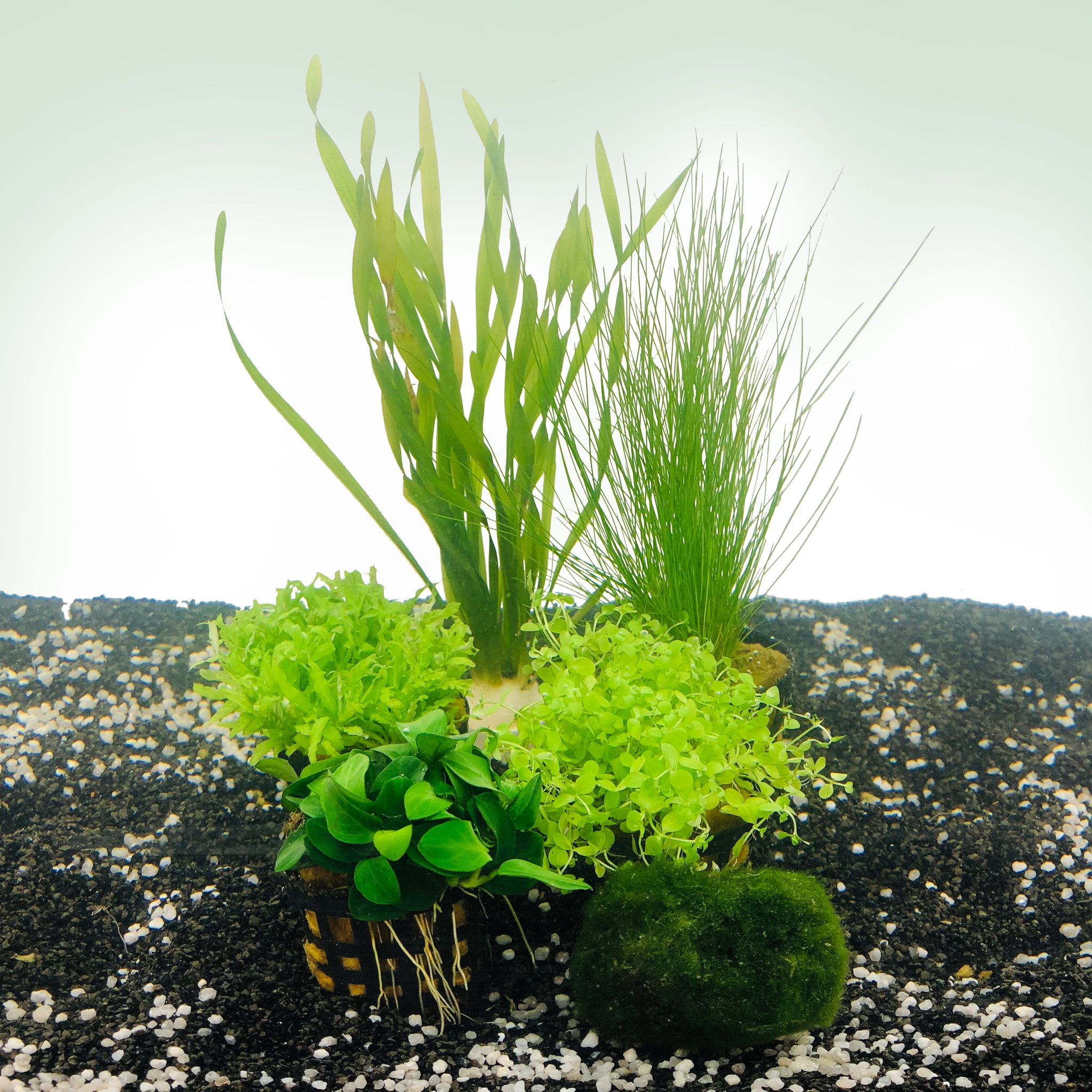 AquastoreXL Plantenpakket Nano