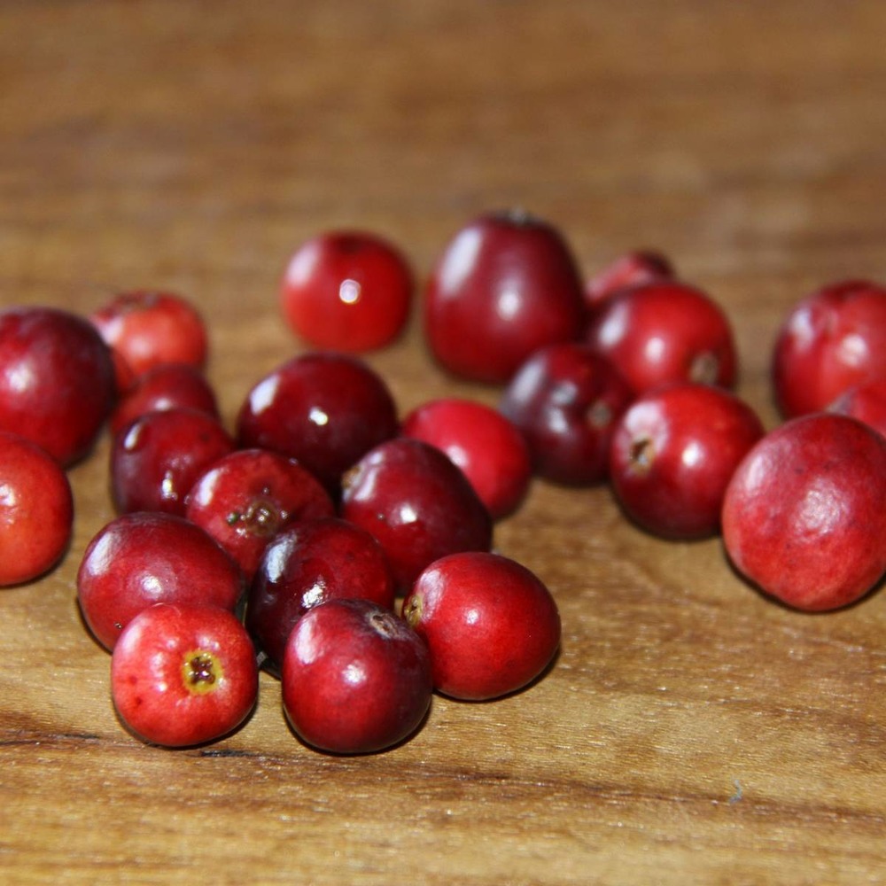 Canneberge à gros fruits, airelles, cranberry macrocarpon howes/vaccinium macrocarpon howes[-]pot de 1,5l - 10/20 cm