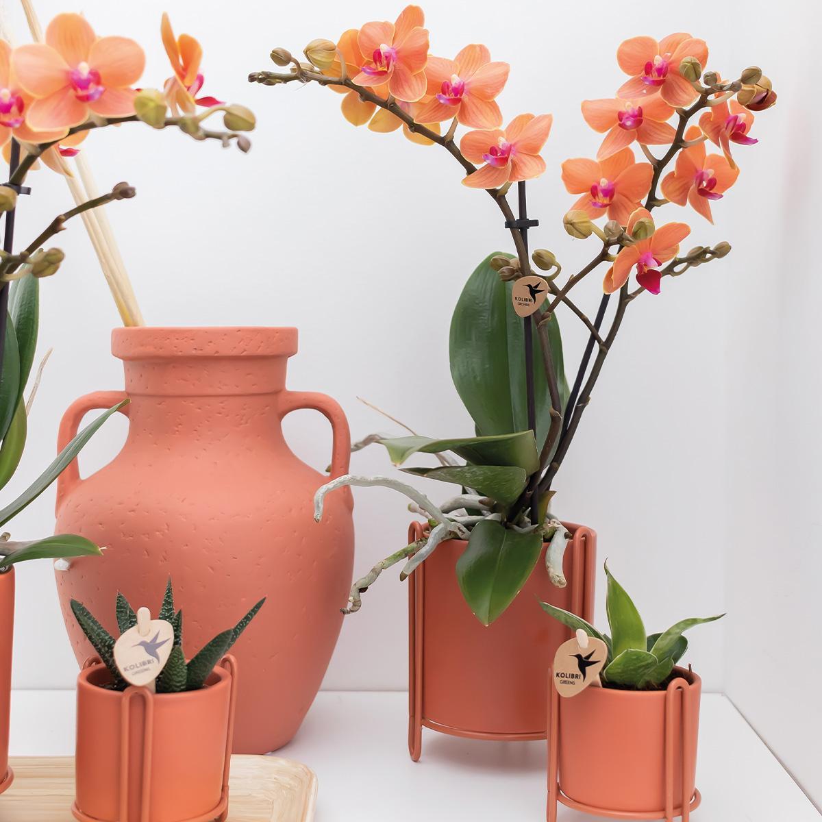 Plante d'intérieur - orchidée phalaenopsis orange - ø9cm - plante d'intérieur fleurie 35cm