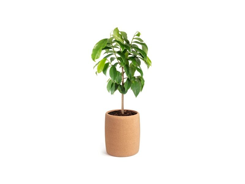 Tree Urn BIologisch abbaubare Korkurne für Haustiere Hellbr Gedenkstätte aus biologisch abbaubarem Korkagglomerat