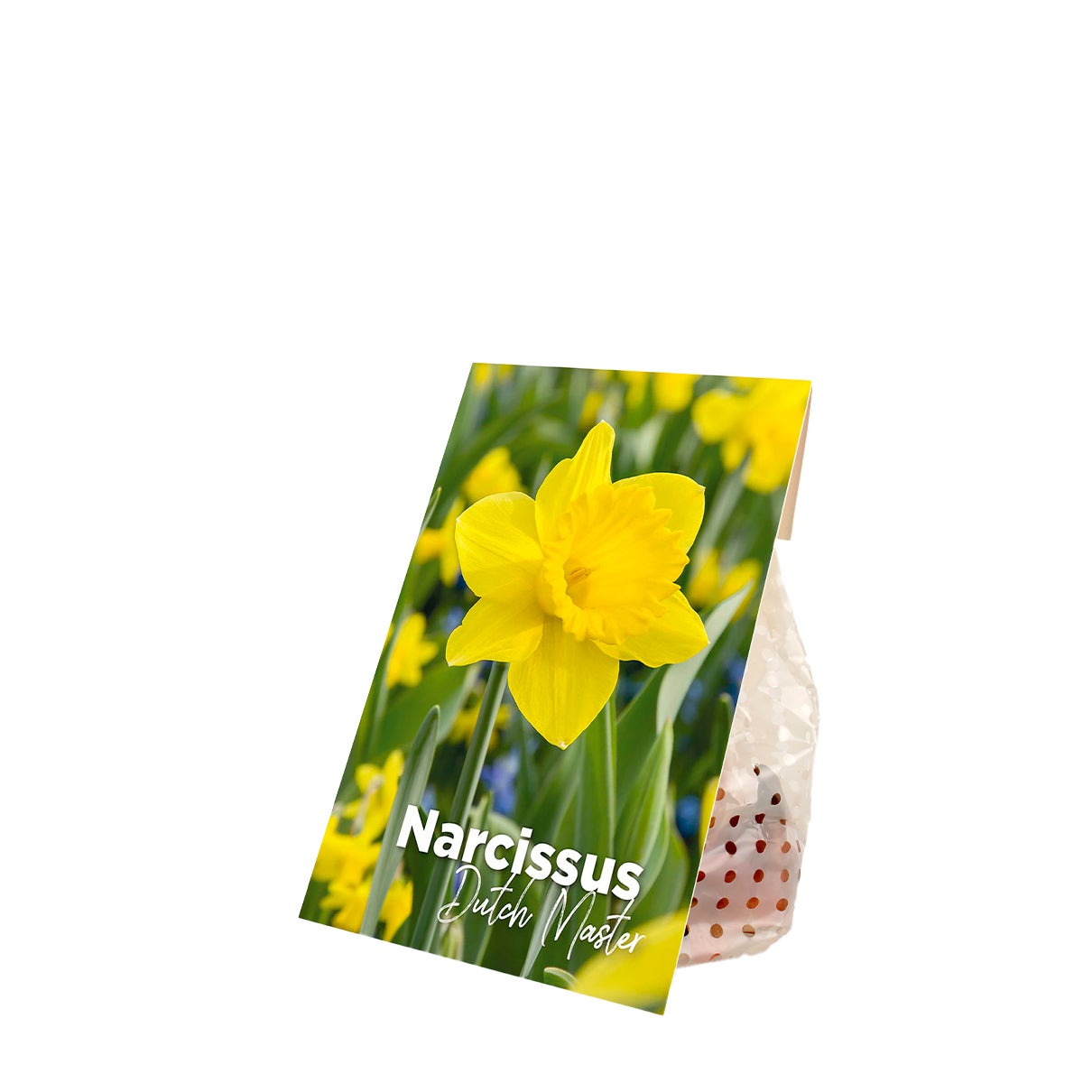 Bloomique – 15-pack – Narcissus Dutch Master – grote gele narcis – bloembollen – voorjaarsbloeier – vaste plant – wordt 35–45 cm hoog