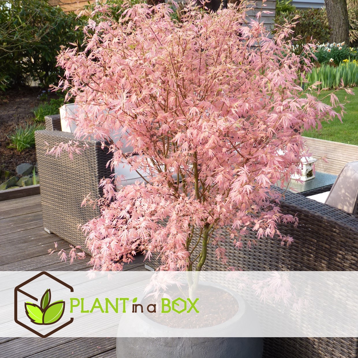 Japanese maple 'taylor' - 'limited edition' - pot 19cm - hauteur 50-60cm