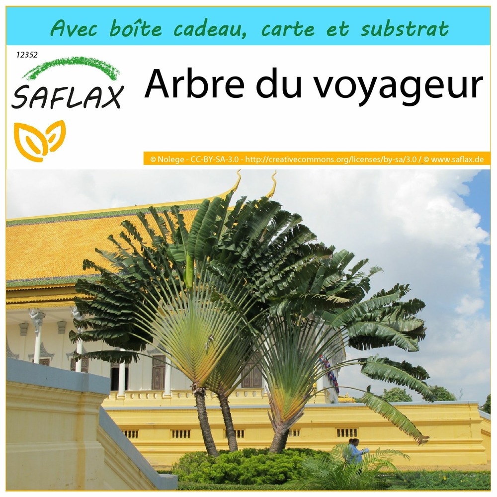 Kit cadeau - arbre du voyageur - 8 graines - ravenala madagascariensis