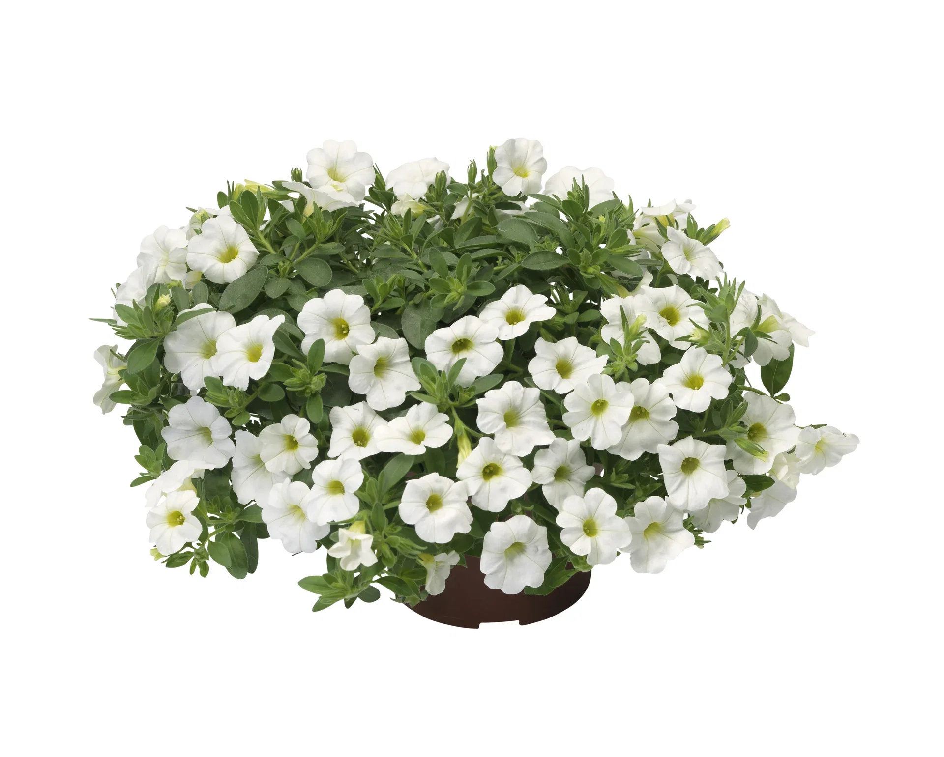 Calibrachoa White 12 cm Småpetunia Ø12 cm