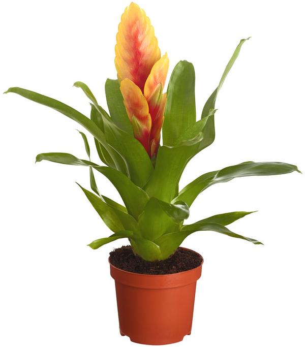 Vriesea - Bromelia cultivars, verschiedene