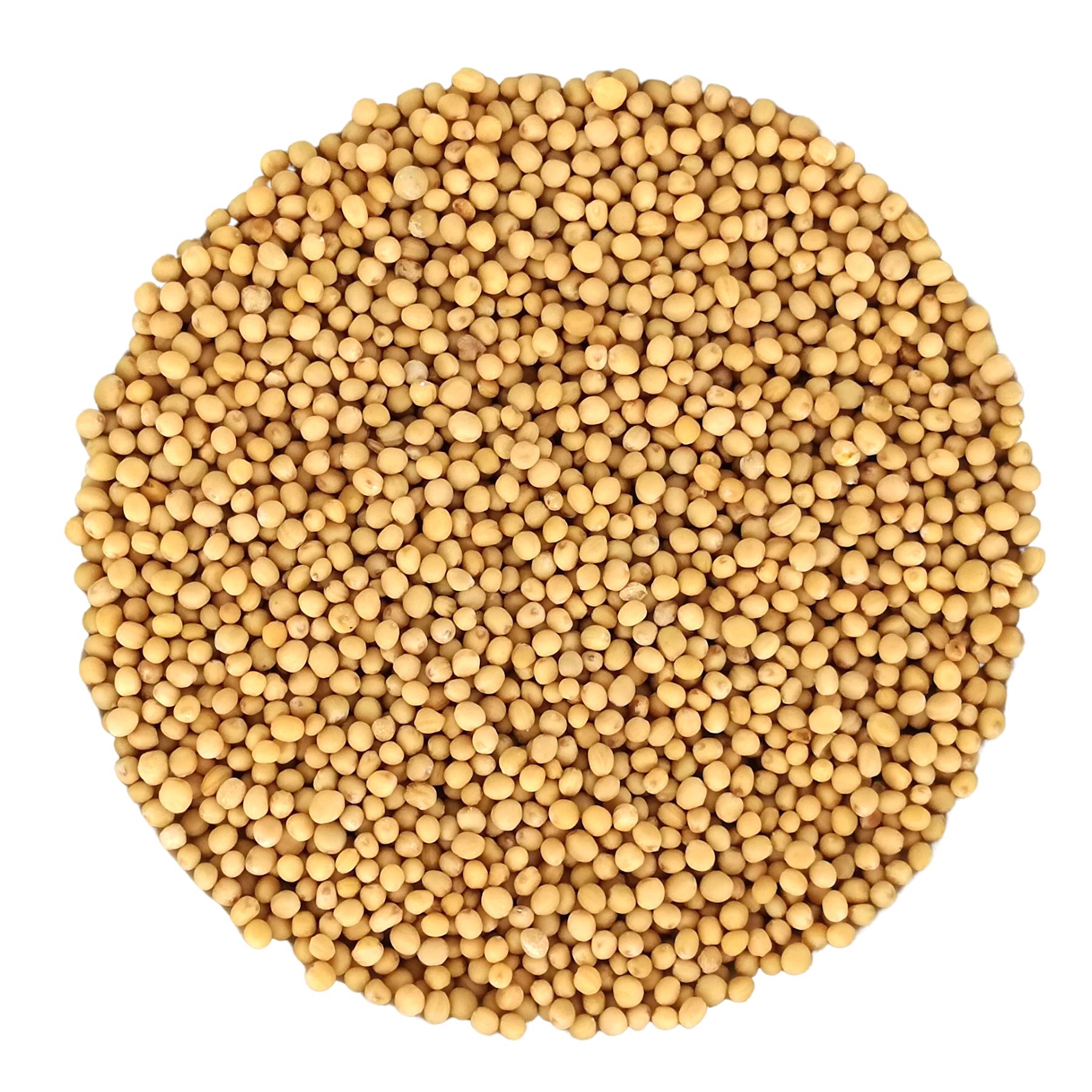 PEPPERMINTMAN Gelber Senf, Bio