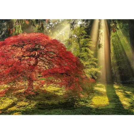 Heye Puzzle Photo Art Puzzles, Magic Forests, 1000 Teile