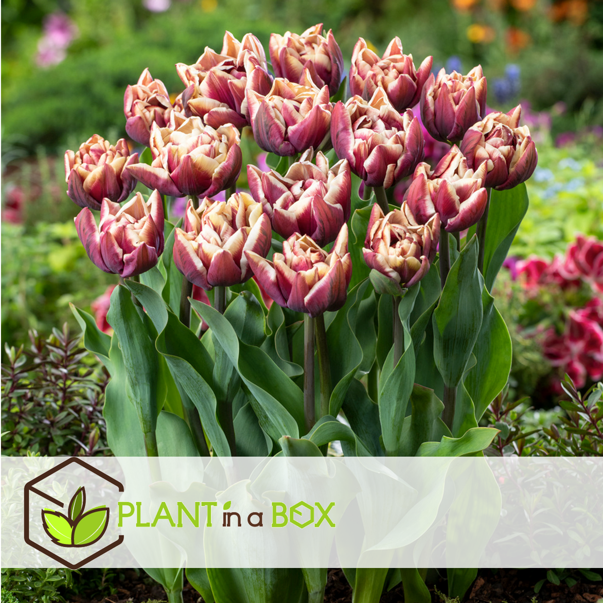 Tulipa wyndham - bulbes à fleurs x21 - tulipe - pourpre