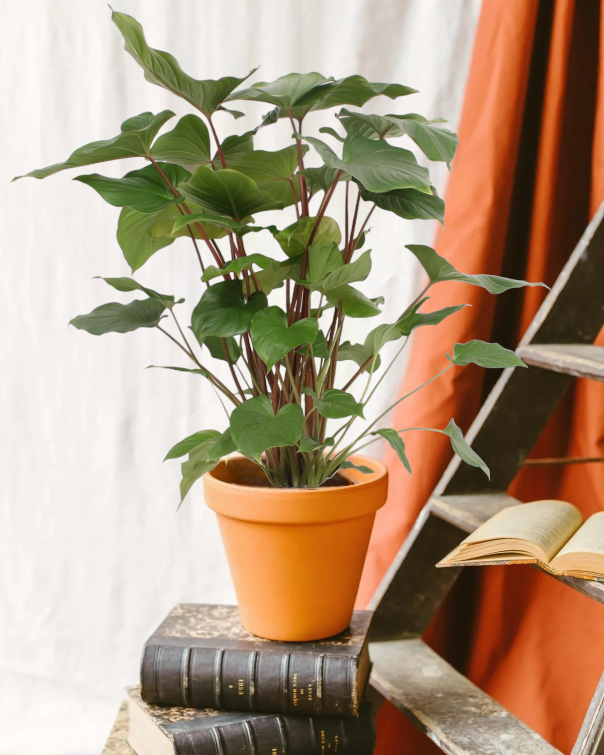 Plante d'intérieur - homalomena 'rubescens maggy' 90.0cm
