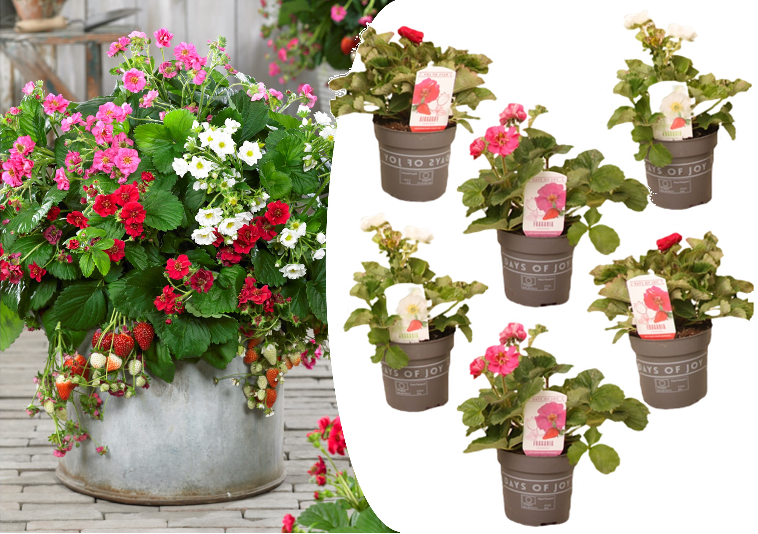 Fragaria summer breeze - mélange de 6 - pot 10.5cm - hauteur 15-25cm