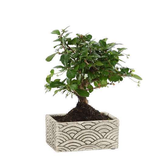 Bonsaï d'intérieur 5 ans, pot déco