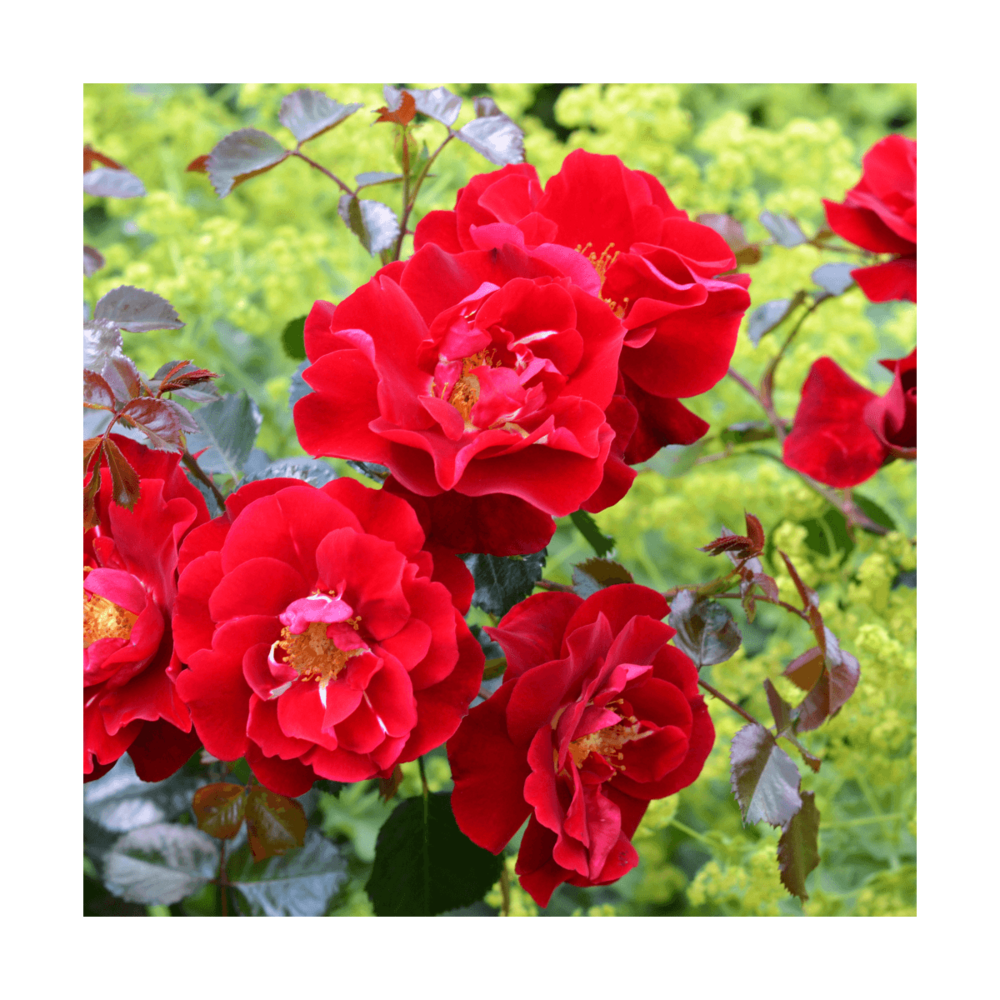 Rosier arbustif decorosier® new vesuvia® 'noa 71680'/rosa decorosier® new vesuvia® 'noa 71680'[-]pot de 2 l - 40/60 cm