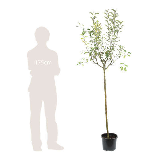 Pommier Golden Delicious : ½ tige, 4-5 ans, H 170-180 cm