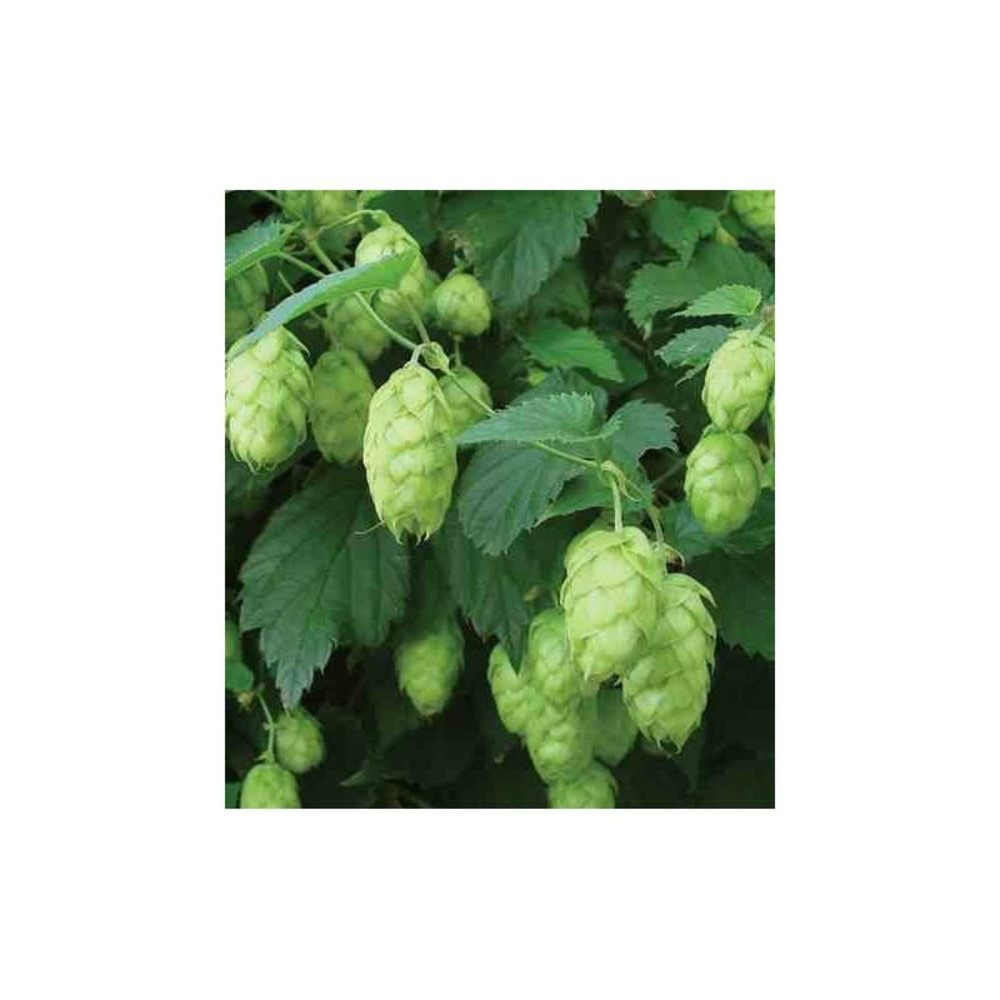 Humulus lupulus (houblon) taille pot de 2 litres - 20/40 cm - vert