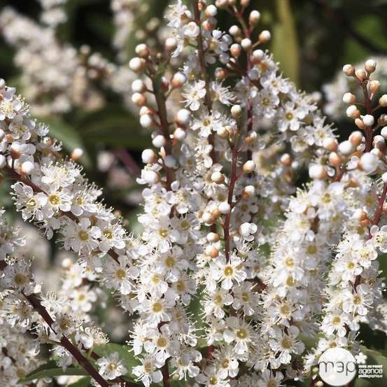 Prunus lusitanica: h.100/125cm pot 3L