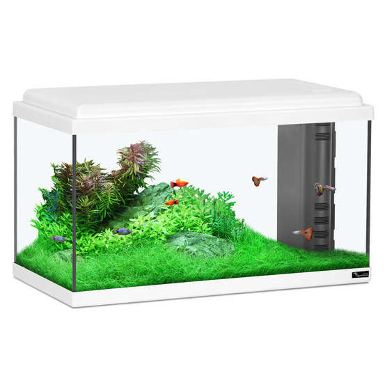 Aquarium en verre, blanc : L.60 x P.30 x H.34 cm - 61 litres