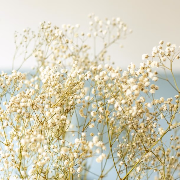 Bouquet de fleurs séchées : gypsophile