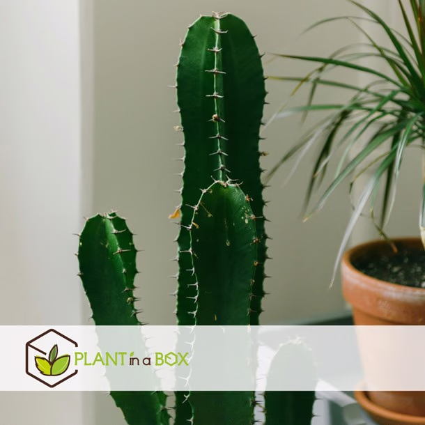 Euphorbia ingens xl