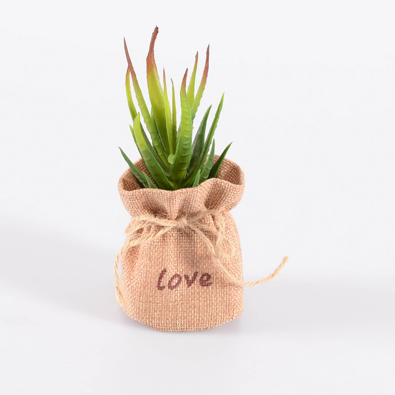 Succulente dans pot