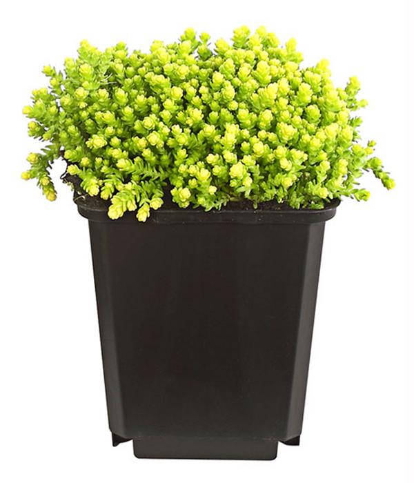 Bio Gold-Mauerpfeffer 'Aureum'