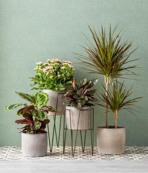 Metallpodest Blom Plant