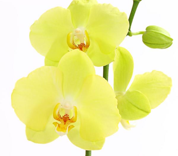 Schmetterlingsorchidee - Phalaenopsis
