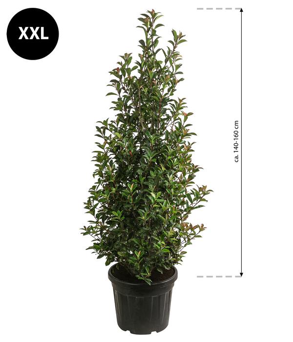 XXL Purpur-Glanzmispel 'Glanzkopf', ca.